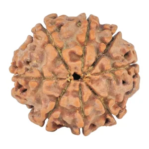 8 Mukhi Rudraksha 22.5mm 3.76gm - Rudraksha back