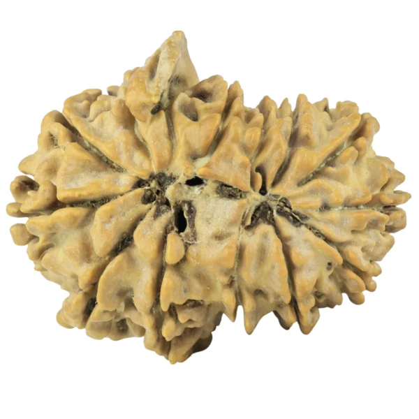 14 MK GS With Ganesh 31mm 4.77gm - Rudraksha back