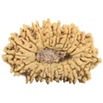 19 Mukhi Rudraksha 21.3mm 1.16gm - Rudraksha back