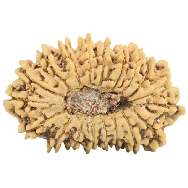 19 Mukhi Rudraksha 21.3mm 1.16gm - Rudraksha back