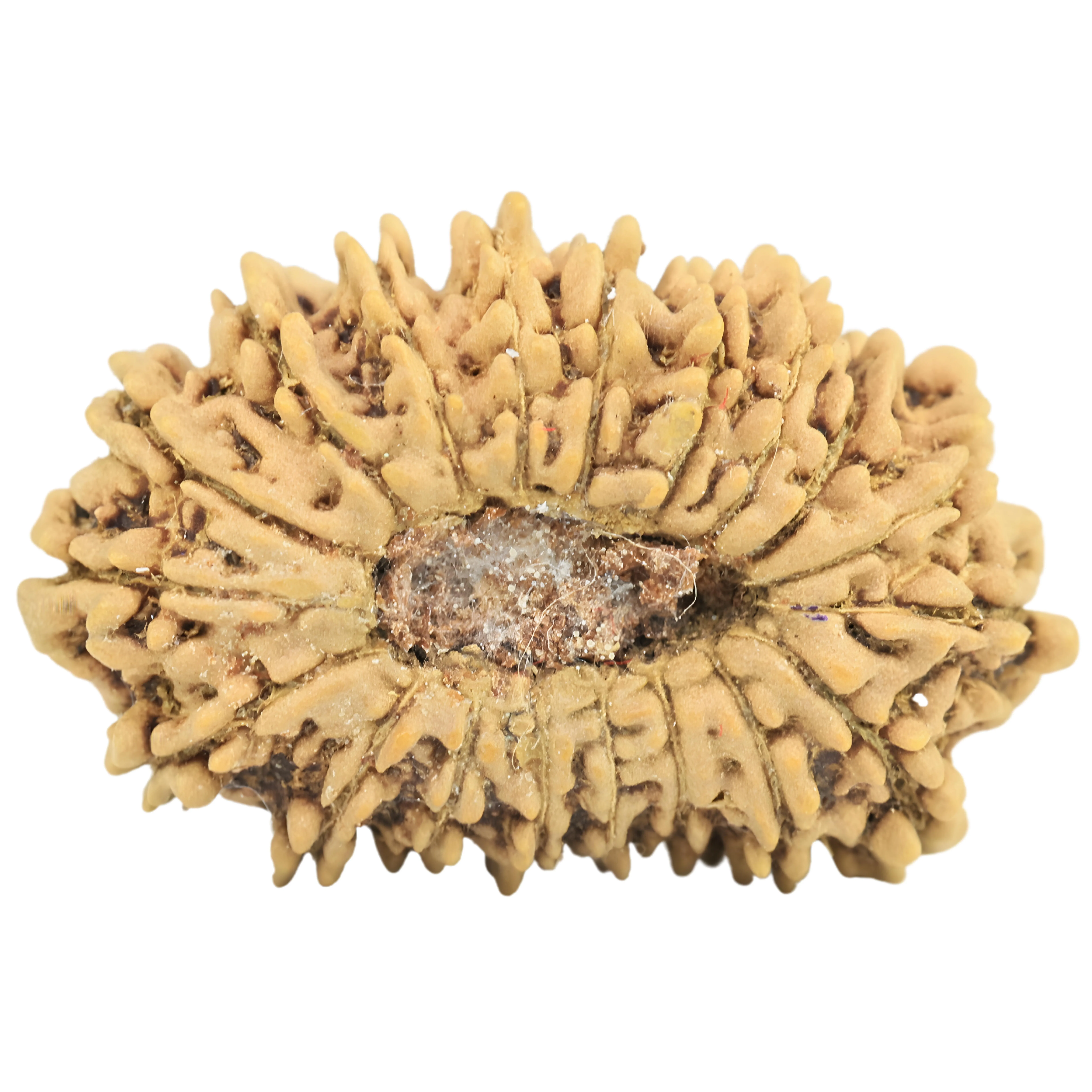 19 Mukhi Rudraksha 21.3mm 1.16gm - Rudraksha back