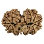 13 MK Gaurishankar 31.2mm 5.11gm - Rudraksha back