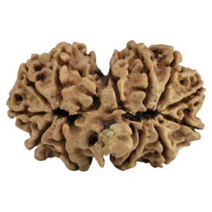 13 MK Gaurishankar 31.2mm 5.11gm - Rudraksha back