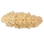 1 Mukhi Rudraksha 39.9mm 5.28gm - Rudraksha back
