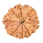 8 Mukhi Rudraksha 20.4mm 2.78gm - Rudraksha back