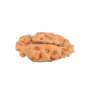 1 Mukhi Rudraksha 13.3mm 0.28gm - Rudraksha back