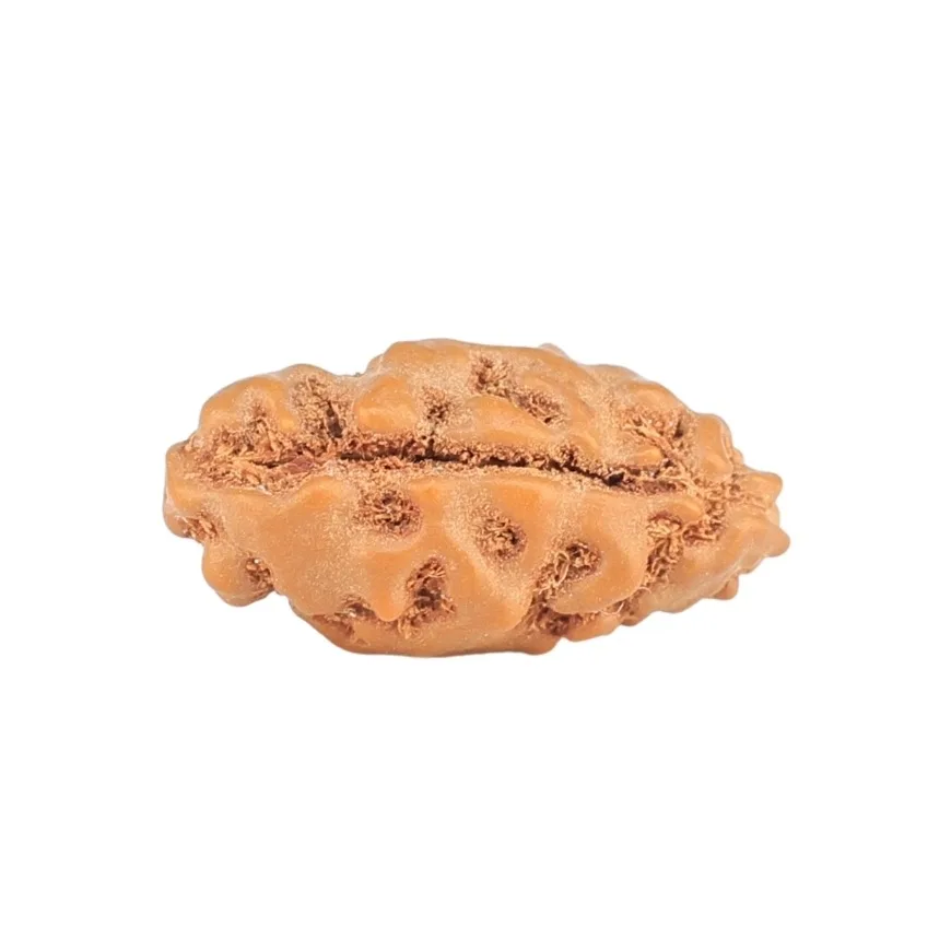 1 Mukhi Rudraksha 13.3mm 0.28gm - Rudraksha back
