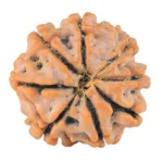 8 Mukhi Rudraksha 18.4mm 2.26gm - Rudraksha back