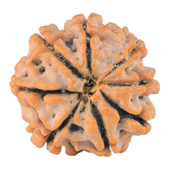 8 Mukhi Rudraksha 18.4mm 2.26gm - Rudraksha back