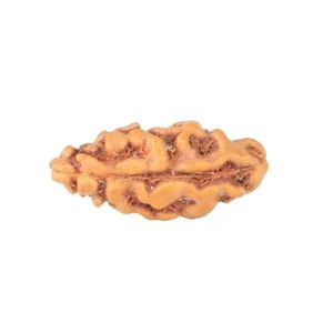 1 Mukhi Rudraksha 12.9mm 0.18gm - Rudraksha back