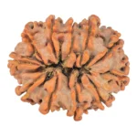 11 Mukhi Rudraksha 26.7mm 4.3gm - Rudraksha back