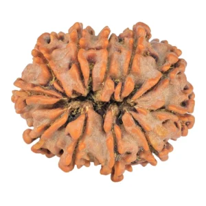 11 Mukhi Rudraksha 26.7mm 4.3gm - Rudraksha back