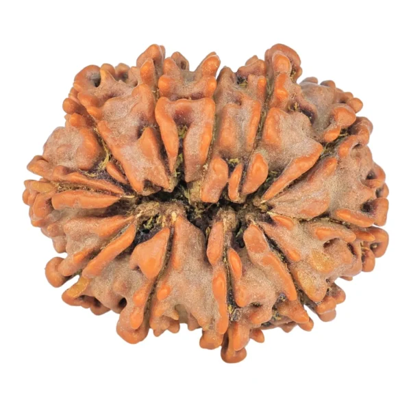 11 Mukhi Rudraksha 26.7mm 4.3gm - Rudraksha back