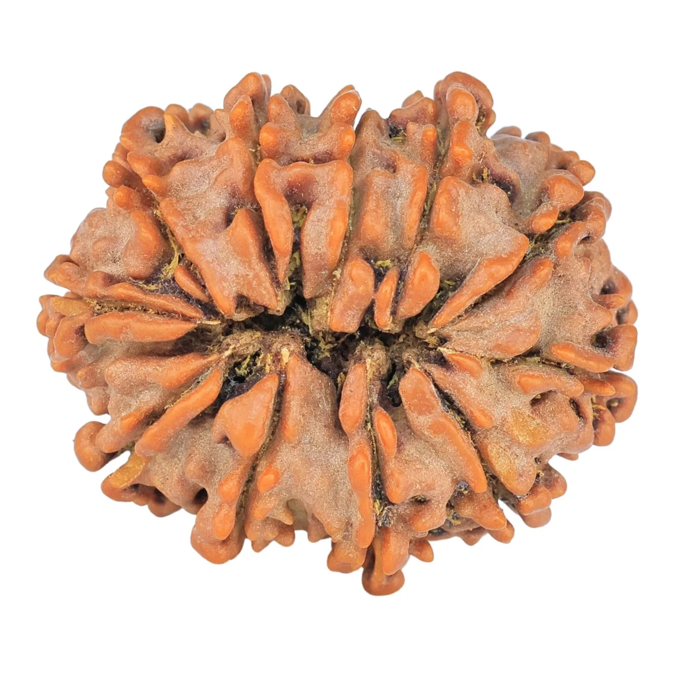 11 Mukhi Rudraksha 26.7mm 4.3gm - Rudraksha back