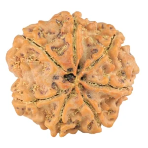 7 Mukhi Rudraksha 24.1mm 4.39gm - Rudraksha back