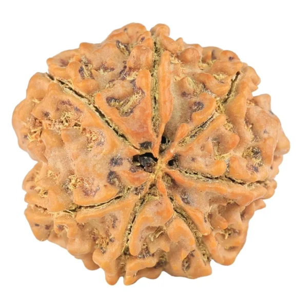 7 Mukhi Rudraksha 24.1mm 4.39gm - Rudraksha back