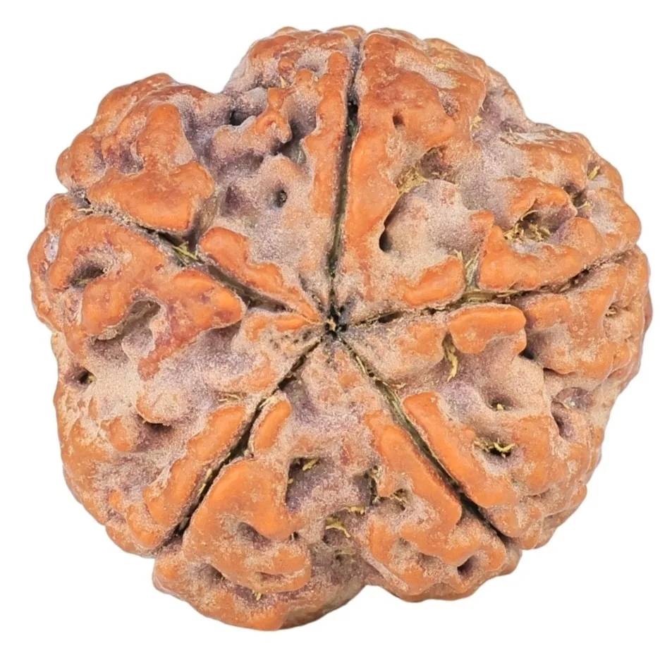 5 Mukhi Rudraksha 26.3mm 6.87gm - Rudraksha back