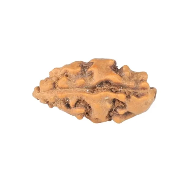 1 Mukhi Rudraksha 13.1mm 0.22gm - Rudraksha back