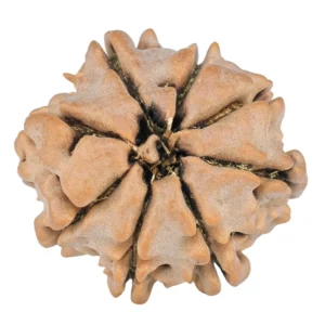 8 Mukhi Rudraksha 19.4mm 2.33gm - Rudraksha back