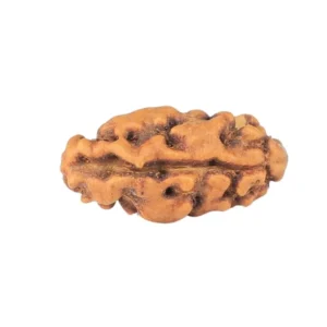 1 Mukhi Rudraksha 12.6mm 0.24gm - Rudraksha back