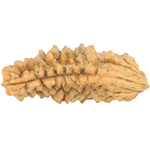 1 Mukhi Rudraksha 38.1mm 4.53gm - Rudraksha back
