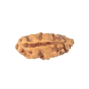 1 Mukhi Rudraksha 13.4mm 0.22gm - Rudraksha back