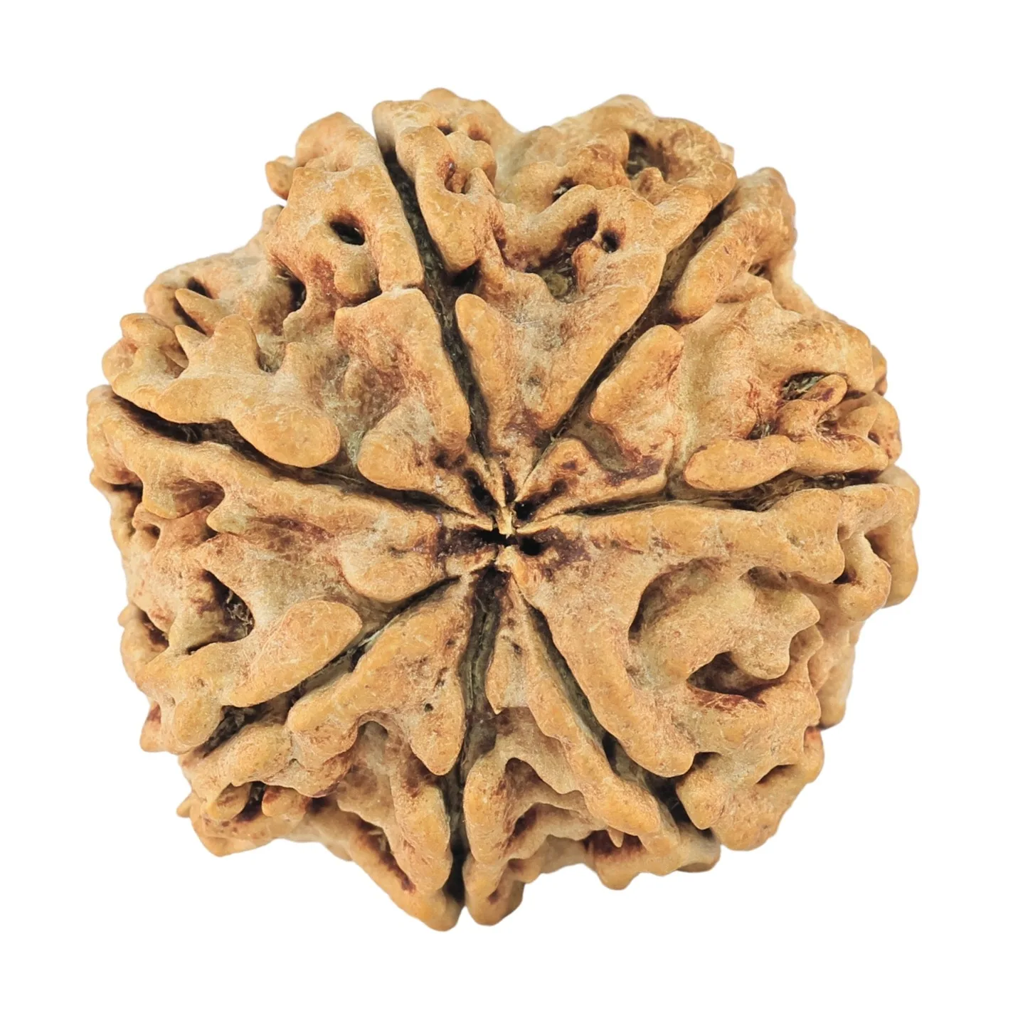 7 Mukhi Rudraksha 27.3mm 4.24gm - Rudraksha back