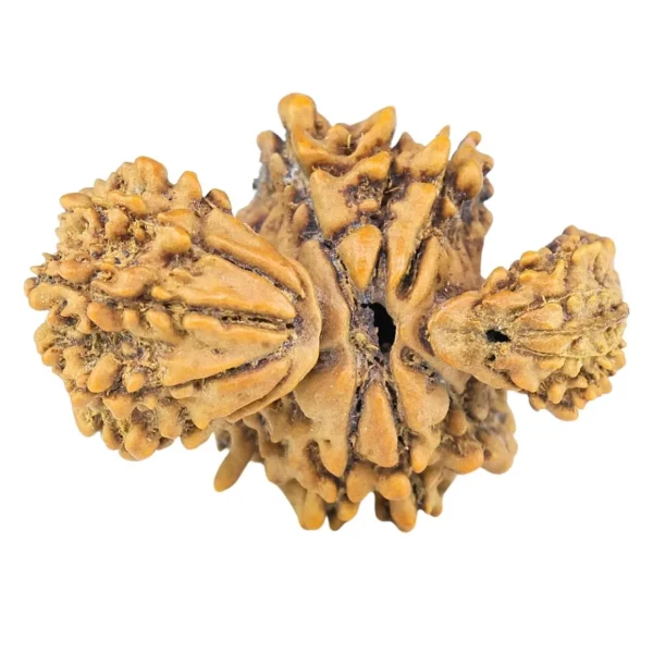 15 Mukhi Trijuti 24.5mm 2.35gm - Rudraksha back