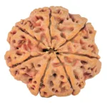 7 Mukhi Rudraksha 27.1mm 6.21gm - Rudraksha back