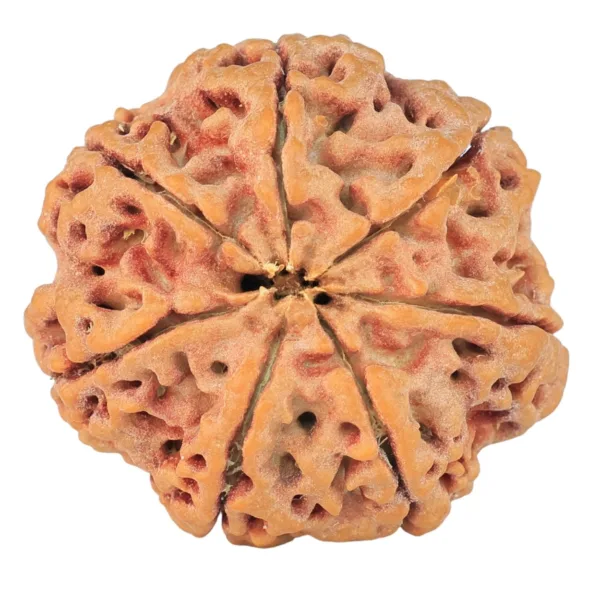 7 Mukhi Rudraksha 27.1mm 6.21gm - Rudraksha back