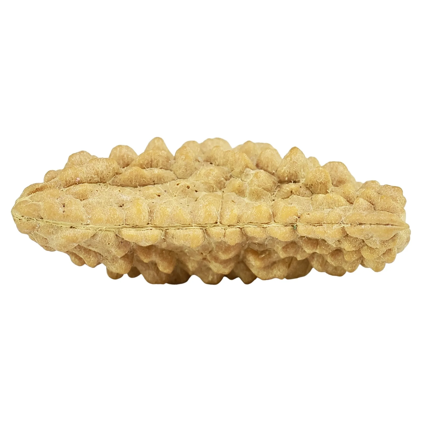 1 Mukhi Rudraksha 31.4mm 2.64gm - Rudraksha back