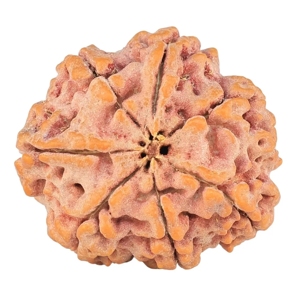 7 Mukhi Rudraksha 28.4mm 7.24gm - Rudraksha back
