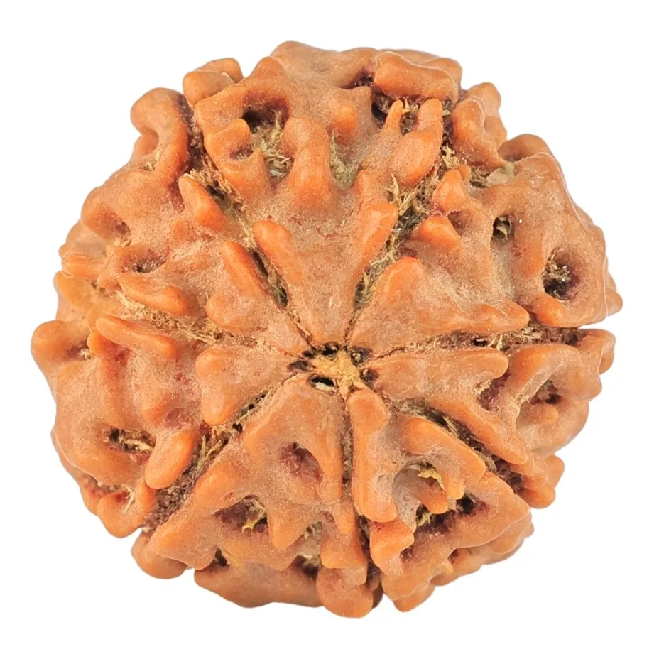 7 Mukhi Rudraksha 21mm 3.58gm - Rudraksha back