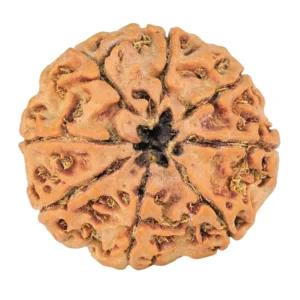 8 Mukhi Rudraksha 24mm 3.7gm - Rudraksha back