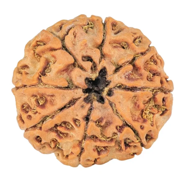 8 Mukhi Rudraksha 24mm 3.7gm - Rudraksha back