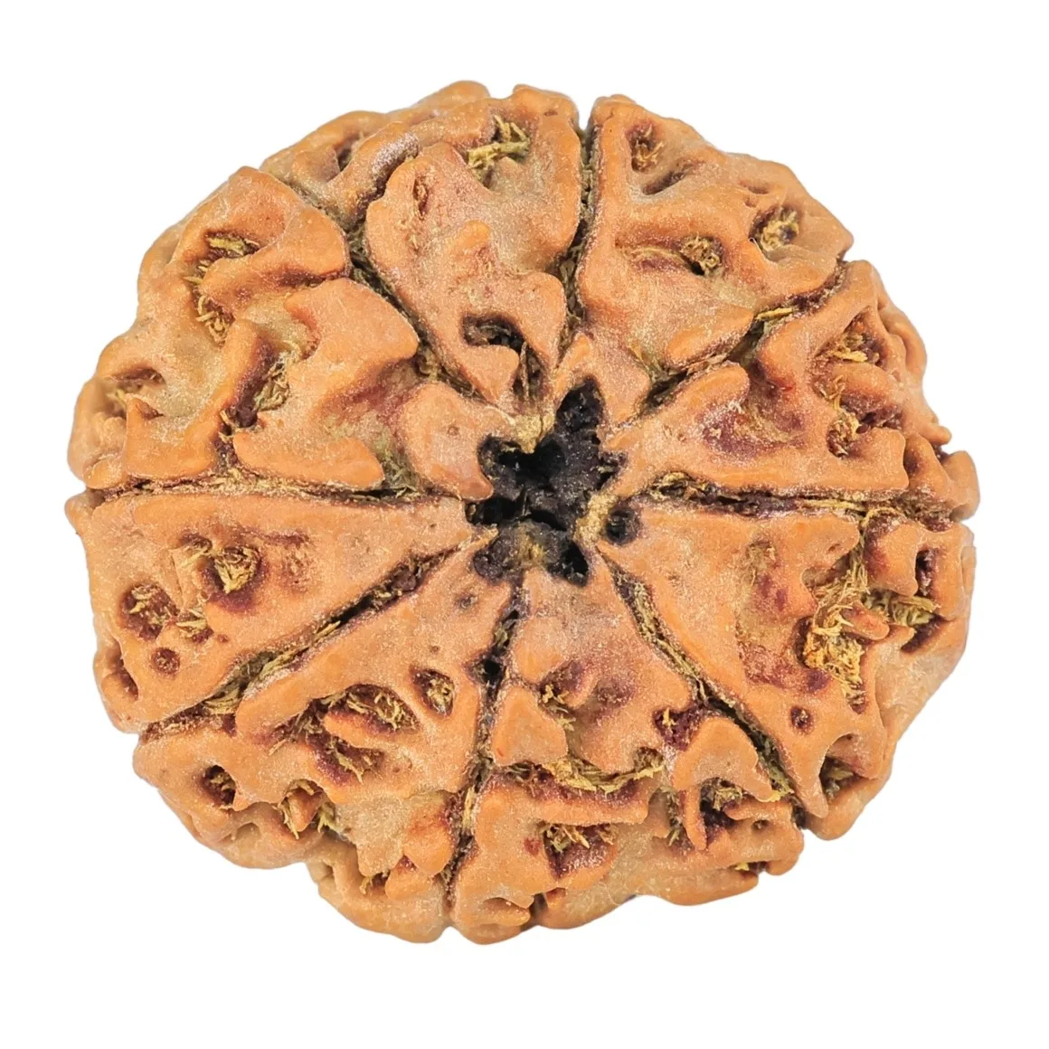 8 Mukhi Rudraksha 24mm 3.7gm - Rudraksha back
