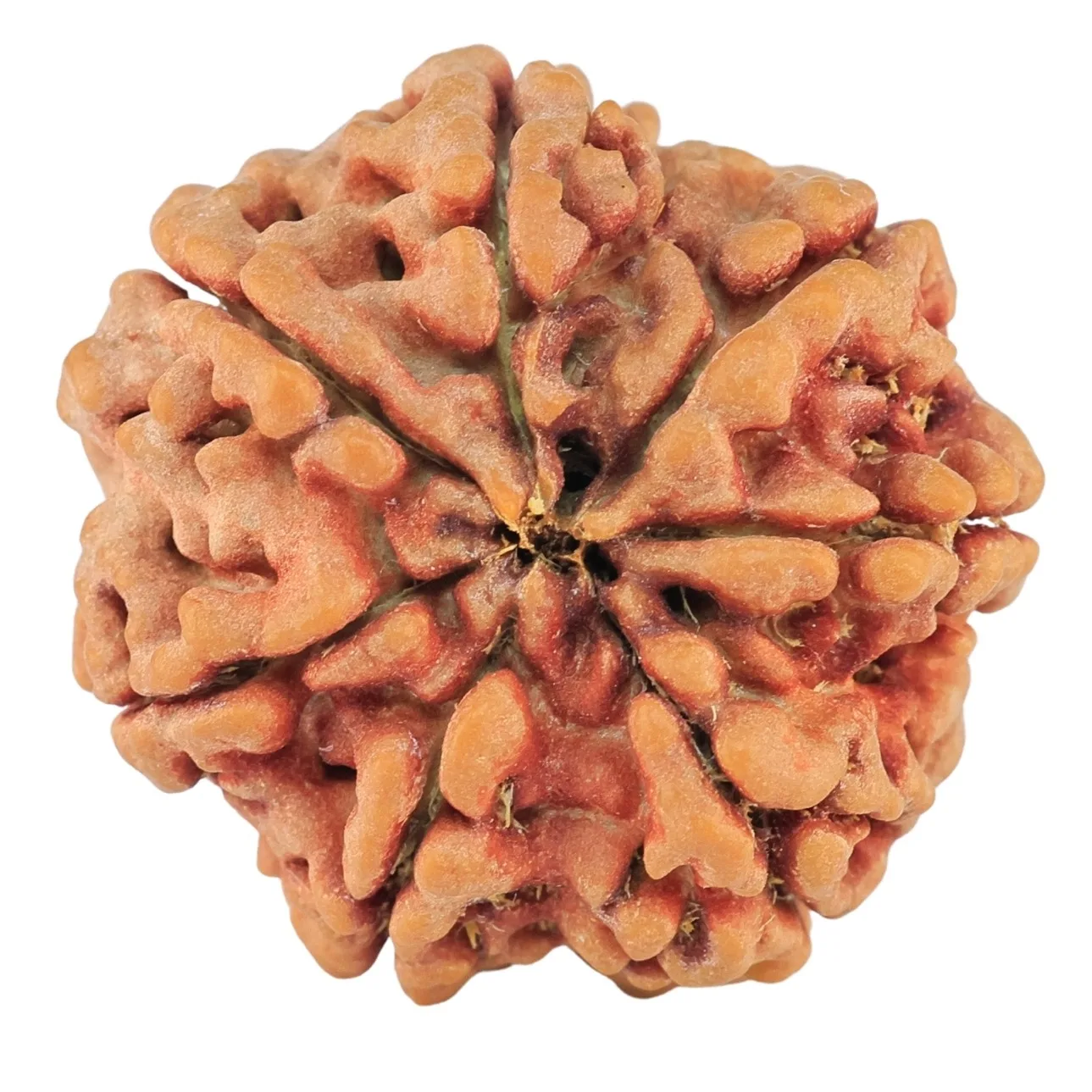7 Mukhi Rudraksha 27.1mm 6.85gm - Rudraksha back