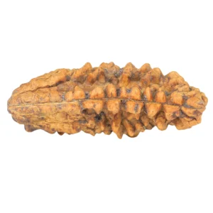 1 Mukhi Rudraksha 37.7mm 4.19gm - Rudraksha back