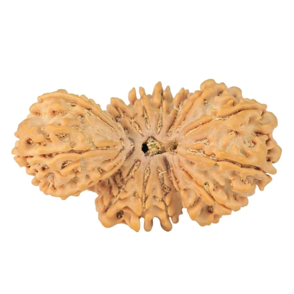 16 Mukhi Trijuti 37.6mm 6.33gm - Rudraksha back