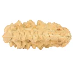1 Mukhi Rudraksha 36.3mm 5gm - Rudraksha back