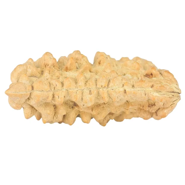 1 Mukhi Rudraksha 36.3mm 5gm - Rudraksha back