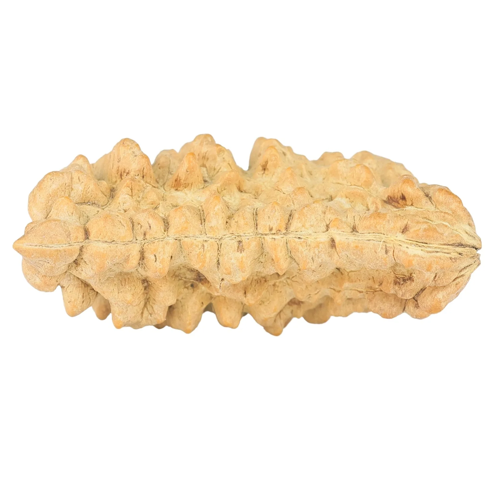 1 Mukhi Rudraksha 36.3mm 5gm - Rudraksha back