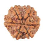 6 Mukhi Rudraksha 19.4mm 2.92gm - Rudraksha back