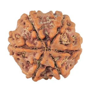 6 Mukhi Rudraksha 19.4mm 2.92gm - Rudraksha back