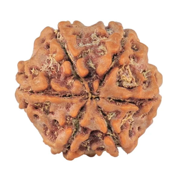 6 Mukhi Rudraksha 19.4mm 2.92gm - Rudraksha back