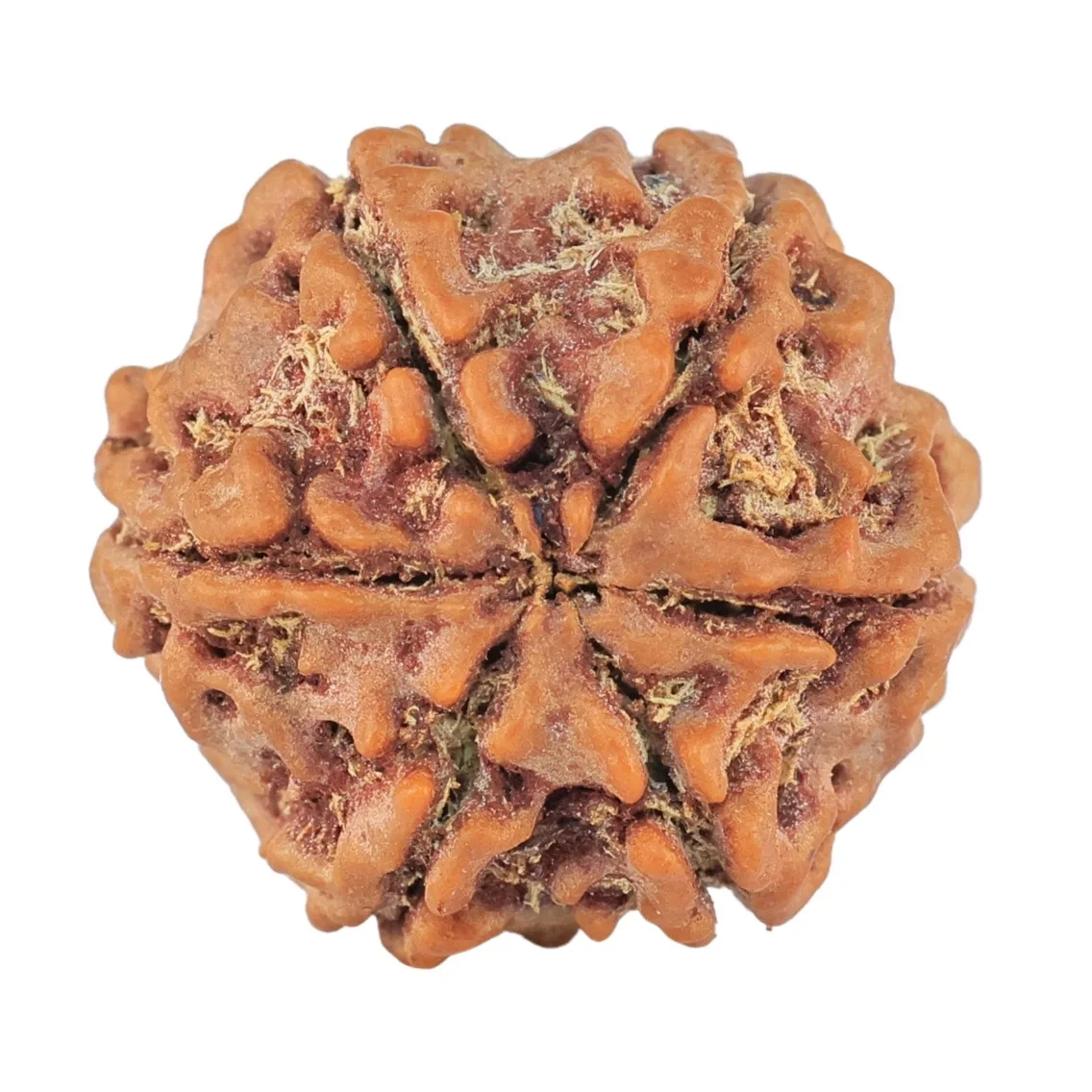 6 Mukhi Rudraksha 19.4mm 2.92gm - Rudraksha back
