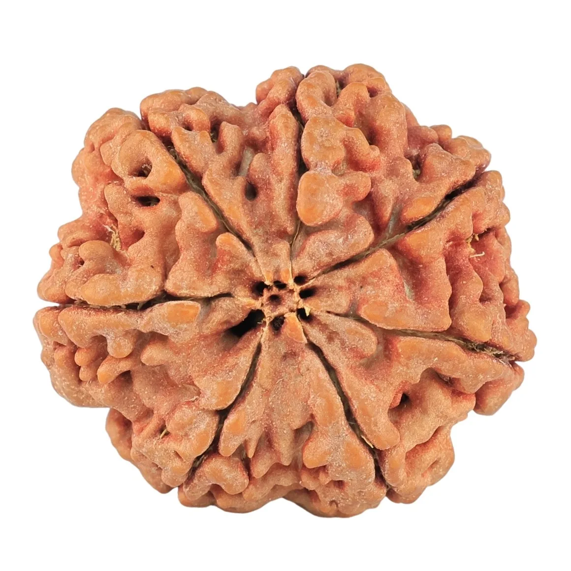 7 Mukhi Rudraksha 29.1mm 8gm - Rudraksha back