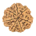 7 Mukhi Rudraksha 27.2mm 5.88gm - Rudraksha back