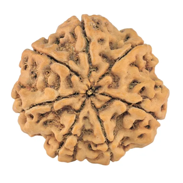 7 Mukhi Rudraksha 27.2mm 5.88gm - Rudraksha back
