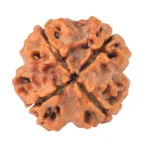4 Mukhi Rudraksha 20mm 3gm - Rudraksha back